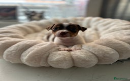 Jack Russell dogs for sale: READY NOW - beautiful tiny choc babies! 1 girly  - Image 26