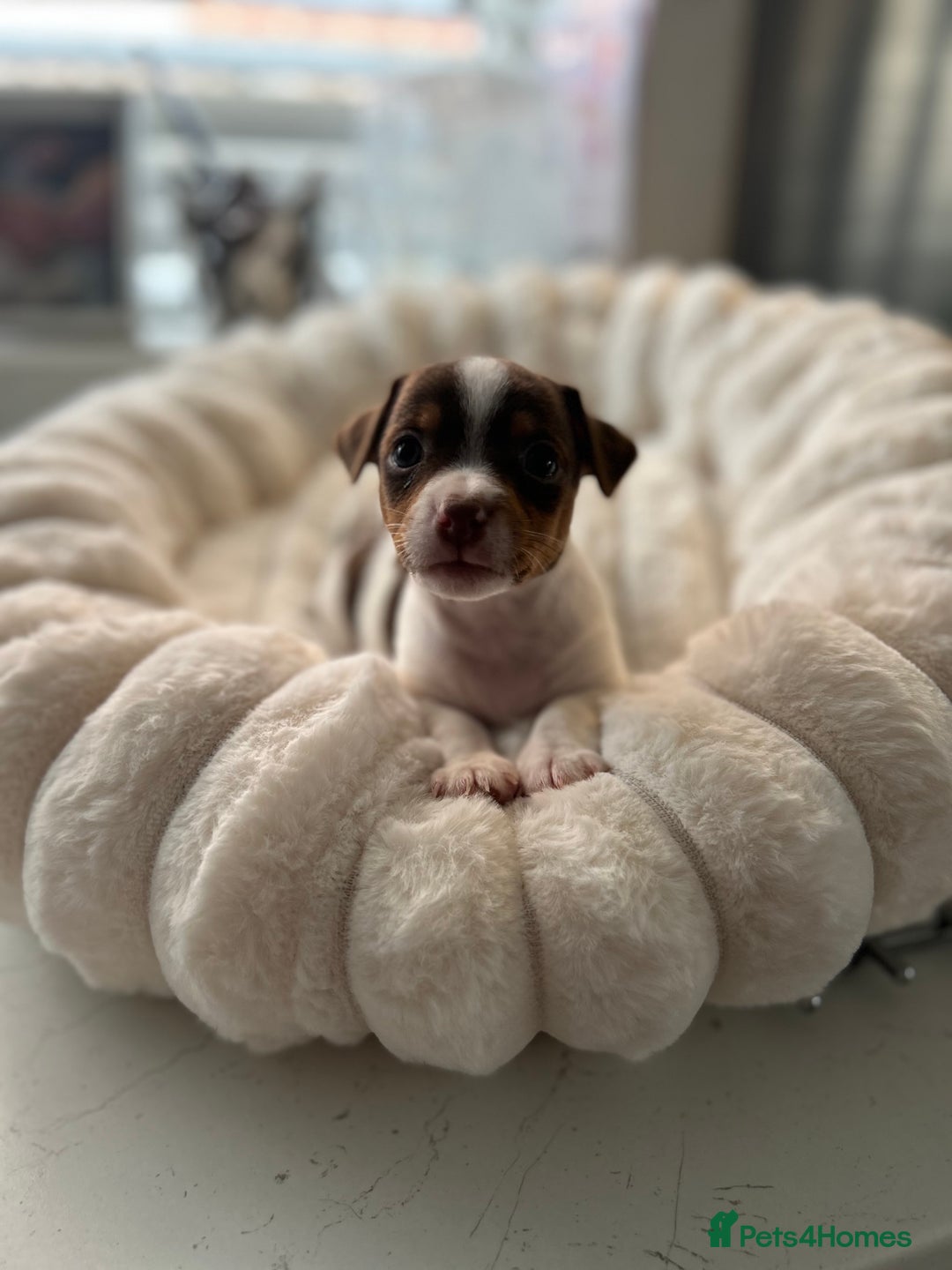 Jack Russell dogs for sale: READY NOW - beautiful tiny choc babies! 1 girly  - Image 26
