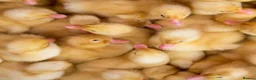 Ducks poultry for sale: Peking ducklings lincolnshire  in Lincoln - Advert 2