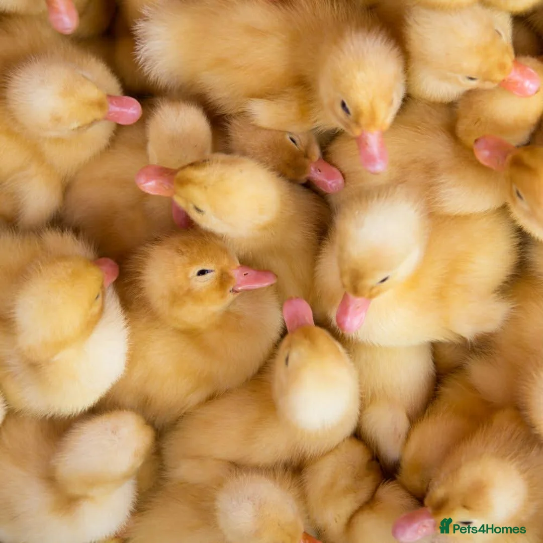 Ducks poultry for sale: Peking ducklings lincolnshire  in Lincoln - Advert 2
