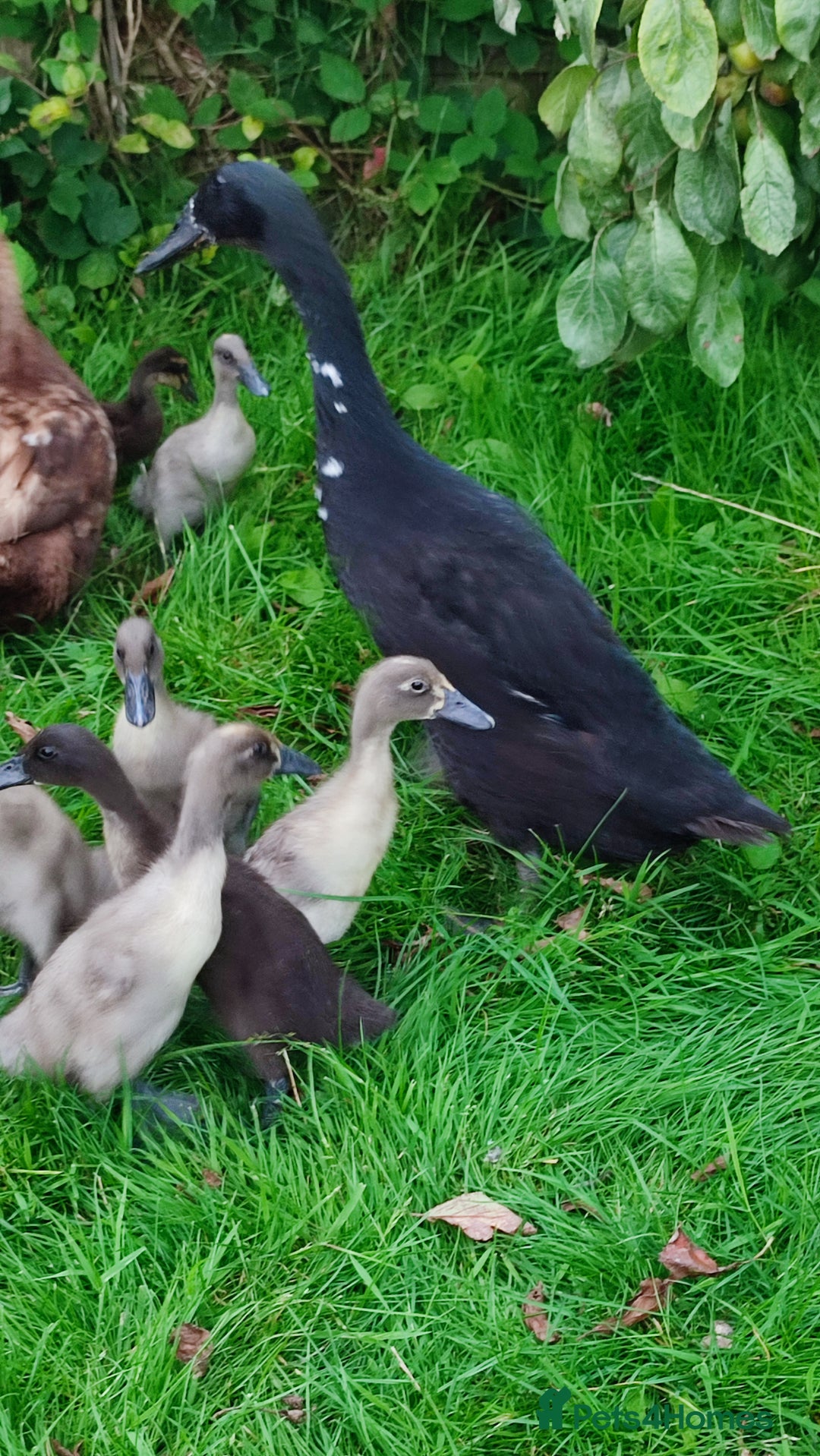 Ducks poultry for sale: Indian runner ducklings  - Image 3