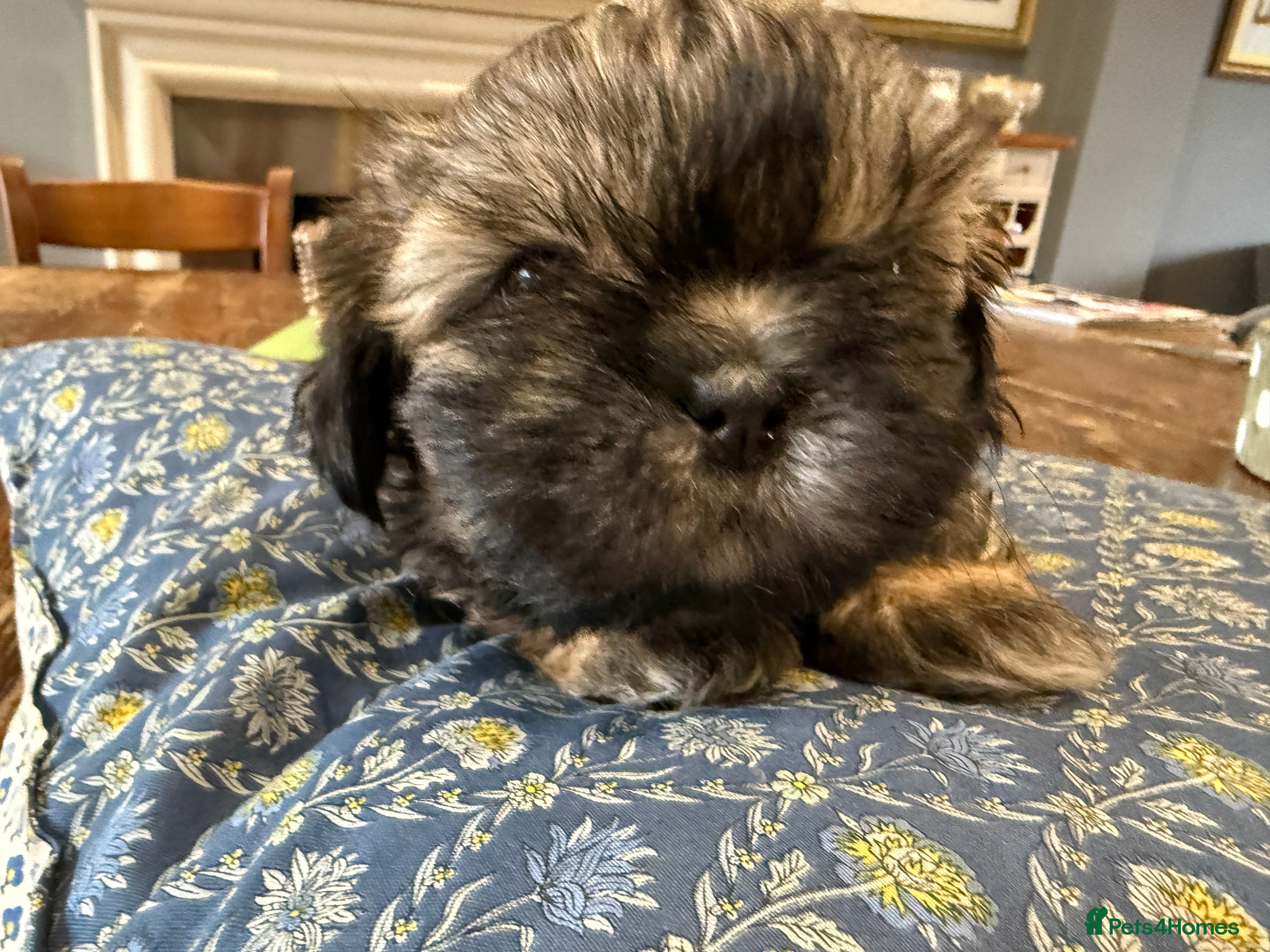 Shih Tzu dogs Shih Tzu Beauties, Imperial lines - Advert 1