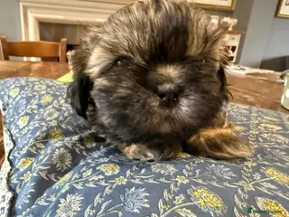 Shih Tzu dogs Shih Tzu Beauties, Imperial lines - Advert 4