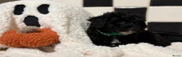 Jackapoo dogs for sale: *** Stunning Jackapoos Ready Now - Advert 25