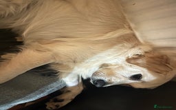 Golden Retriever dogs for sale: Golden retriever 17 month old - Image 13