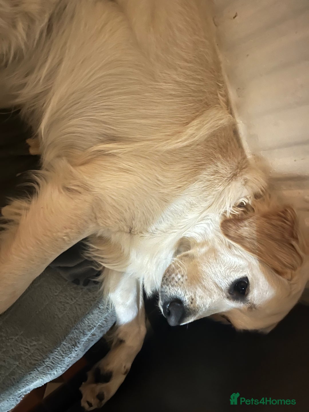 Golden Retriever dogs for sale: Golden retriever 17 month old - Image 13