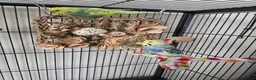 Budgerigars birds for sale: 🦜💙 Budgie Pair Looking for a New Home 💚🦜 - Advert 3