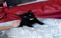 British Shorthair cats for sale: Little and cute kittens ready to go to new home - Image 13