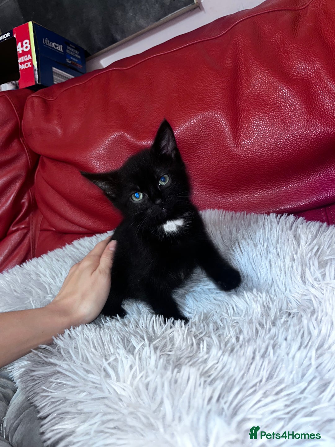 British Shorthair cats for sale: Little and cute kittens ready to go to new home - Image 13