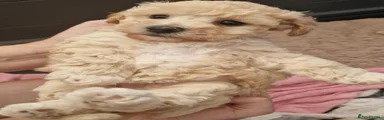 Poochon 2