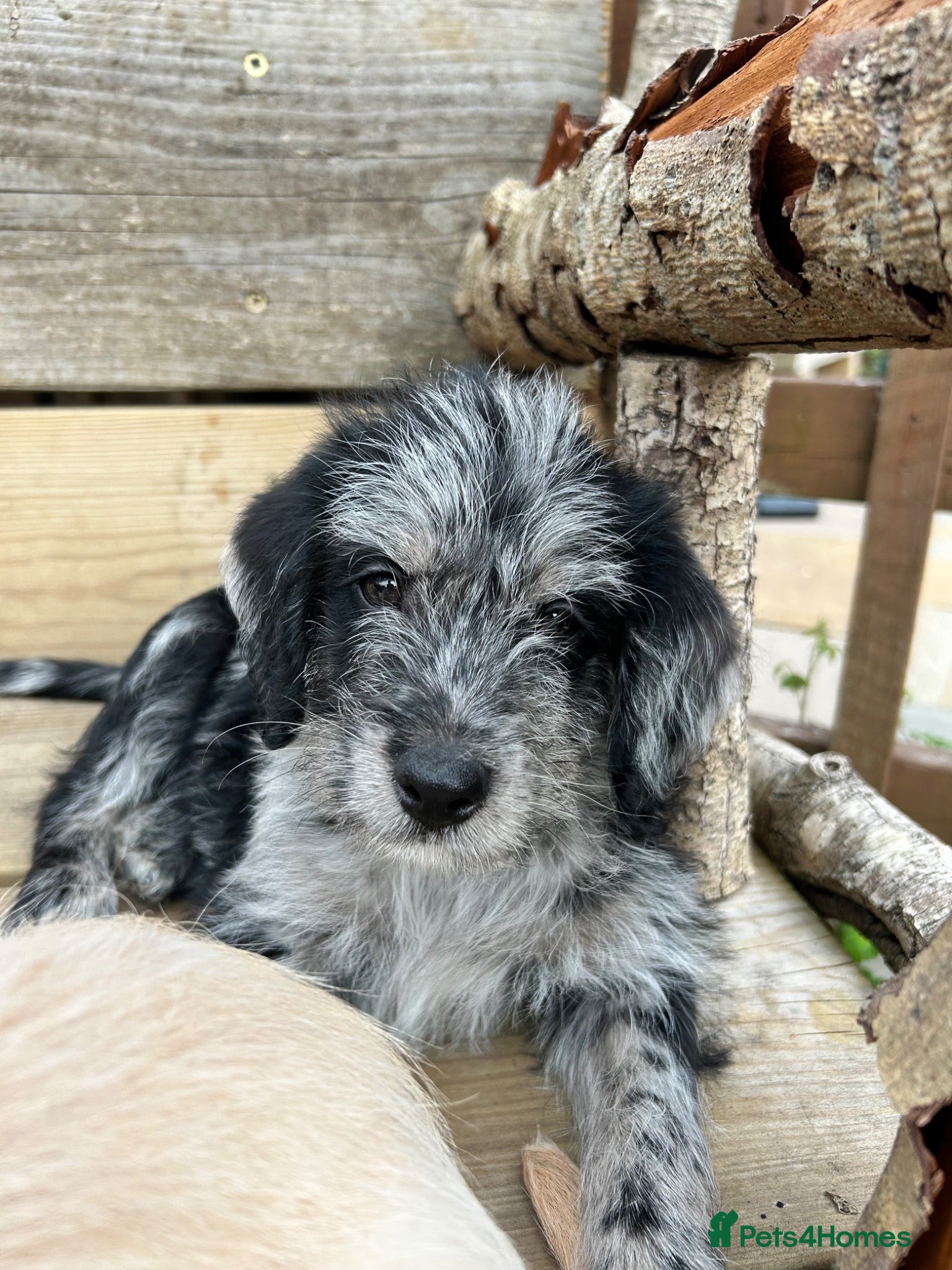 Labradoodle dogs Toy Labradoodle Puppies - Ready Now!  - Advert 15