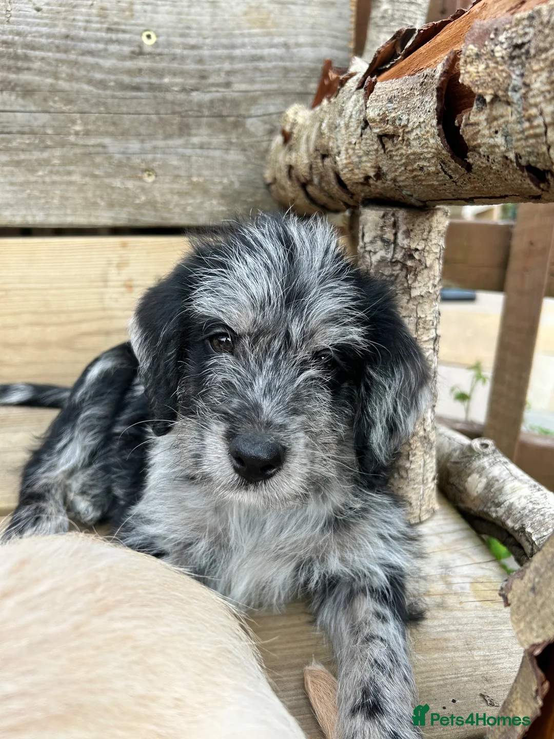 Labradoodle dogs for sale: Toy Labradoodle Puppies - Ready Now!  - Advert 1