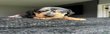 Miniature Dachshund Puppy 3