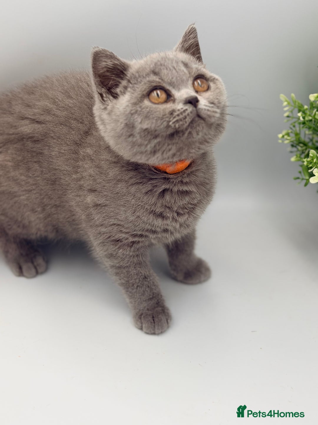 British Shorthair cats for sale: PEDIGREE REGISTERED CHUNKY BRITISH SHORTHAIRS  - Advert 4