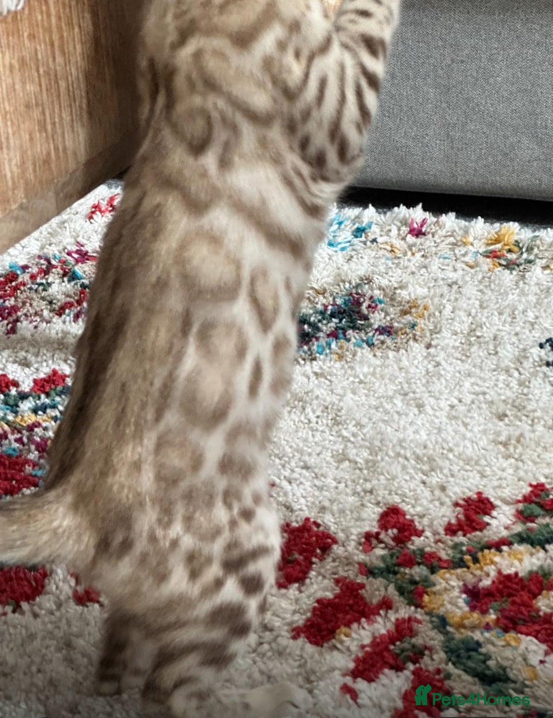 Bengal cats for sale: Snow bengal kitten /male - Image 12