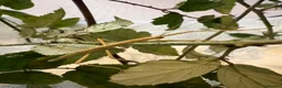 Stick Insects invertebrates for sale: Indian Stick Insect Eggs  in Hereford - Advert 3