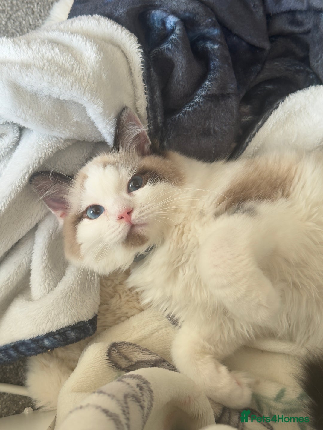 Ragdoll cats for sale: Ragdoll Full pedigree kitten  - Image 1