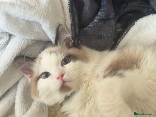 Ragdoll cats - Advert 18