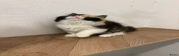 British Longhair cats for sale: Black tortie and white cinnamon carrier  - Advert 4