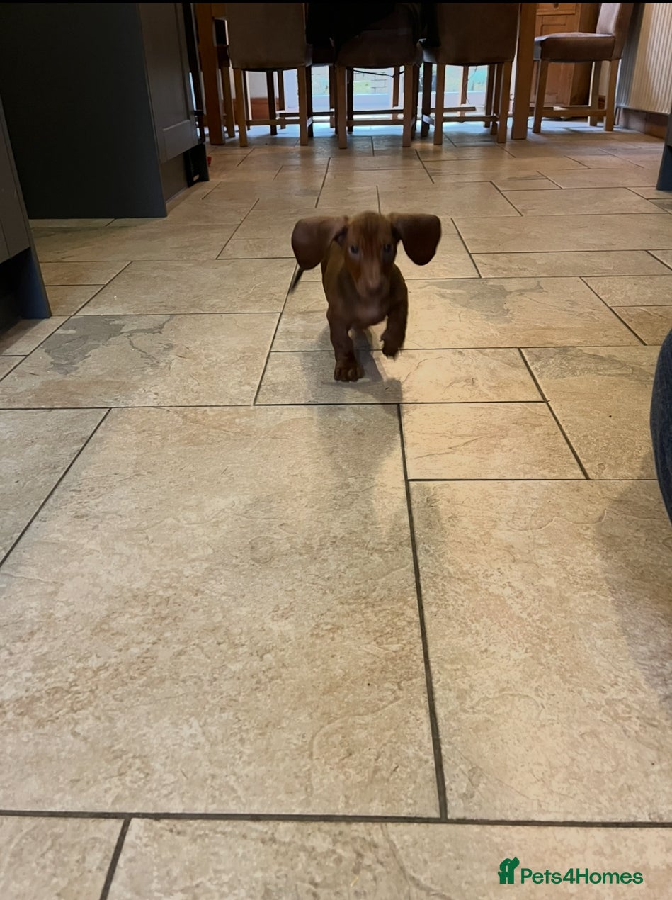 Dachshund dogs Beautiful dachshund pups  - Advert 19