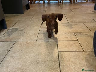 Dachshund dogs Beautiful dachshund pups - Advert 15