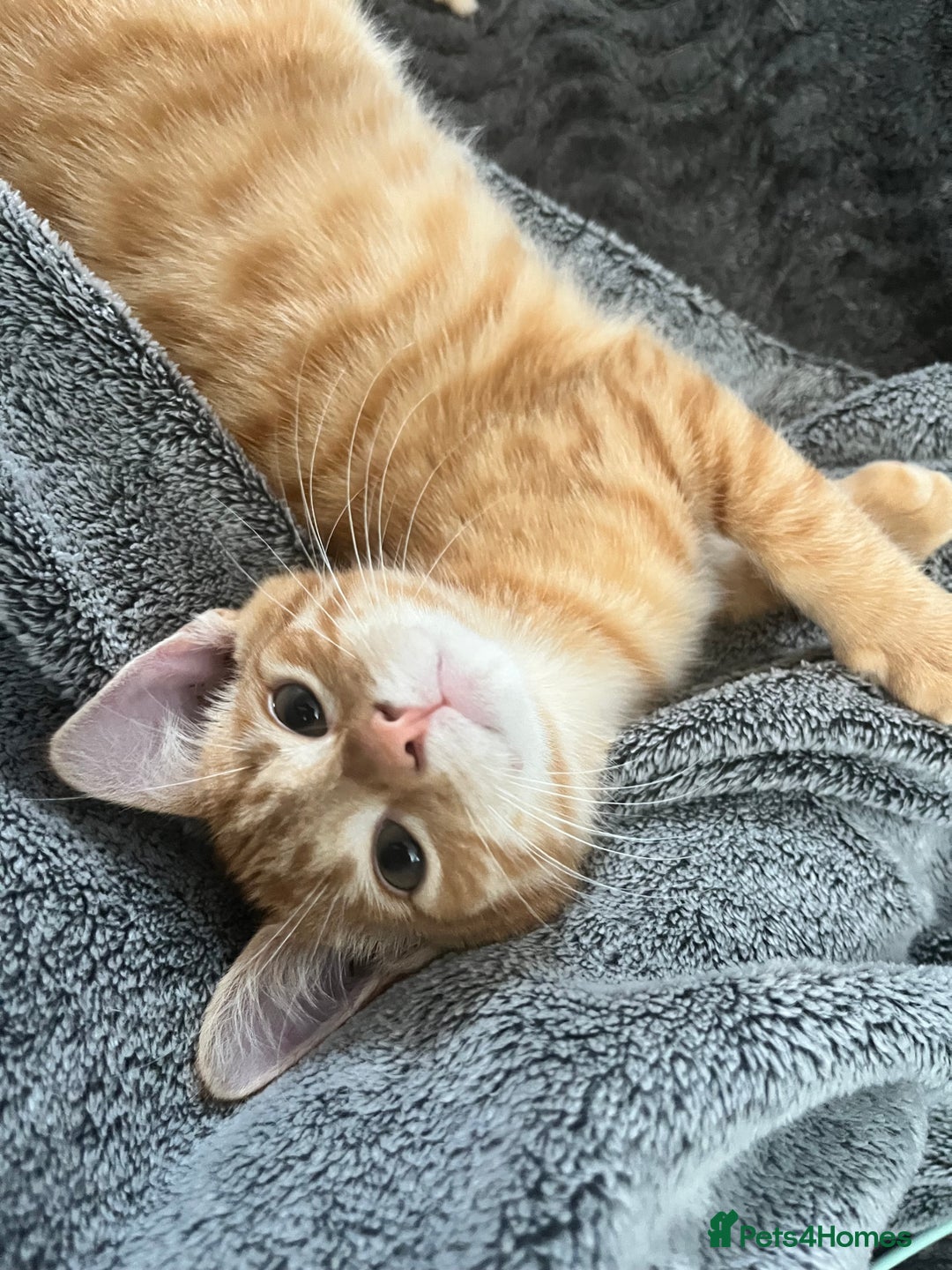 Mixed Breed cats for sale: Pixie bob mixed kittens - Image 14