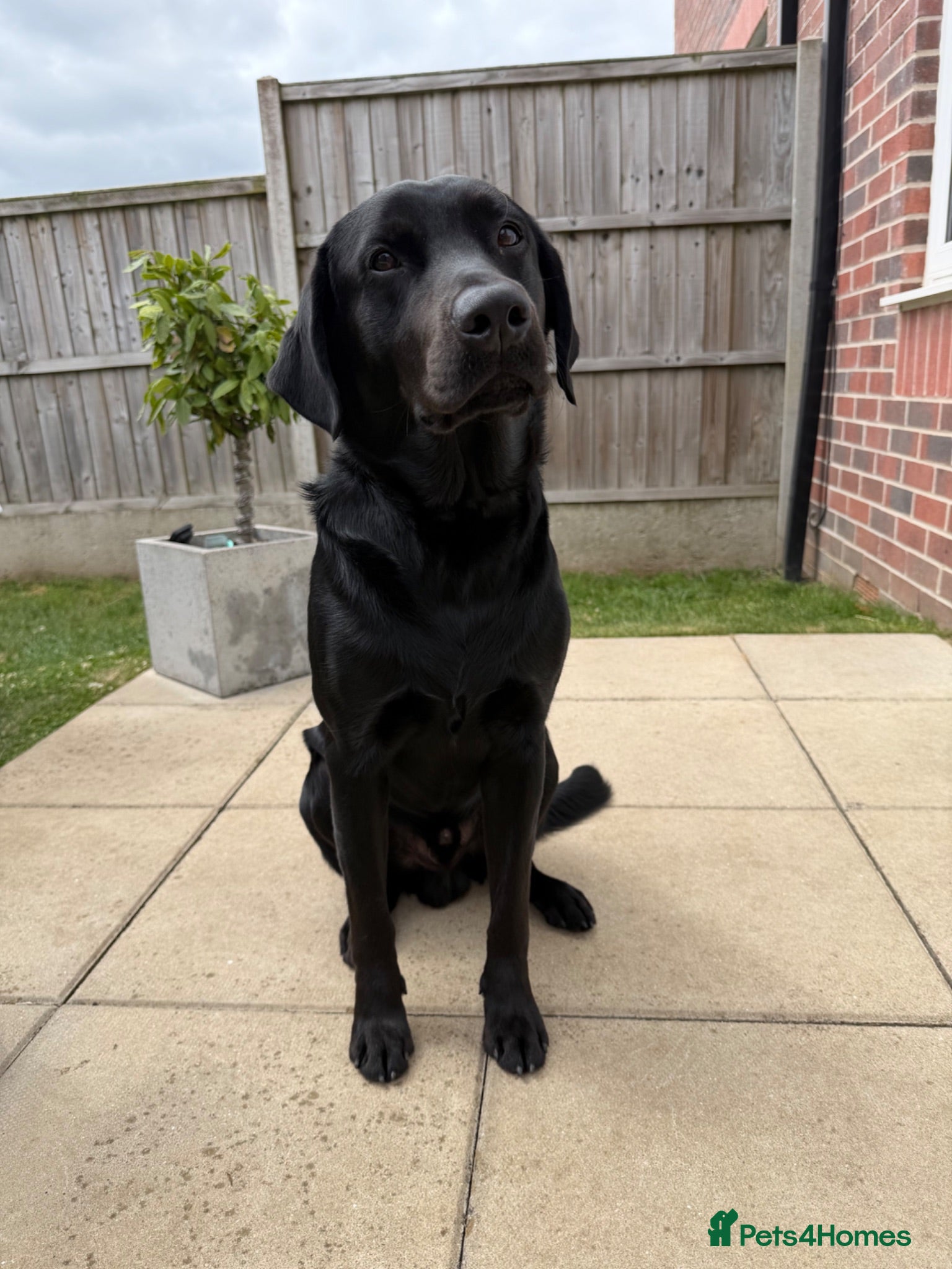 Labrador Retriever dogs Black Labrador Retriever - Advert 8