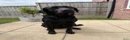 Labrador Retriever dogs for sale: Black Labrador Retriever in Alfreton - Advert 1