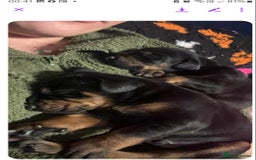 Dobermann dogs for sale: Top quality Dobermann puppies - Image 7