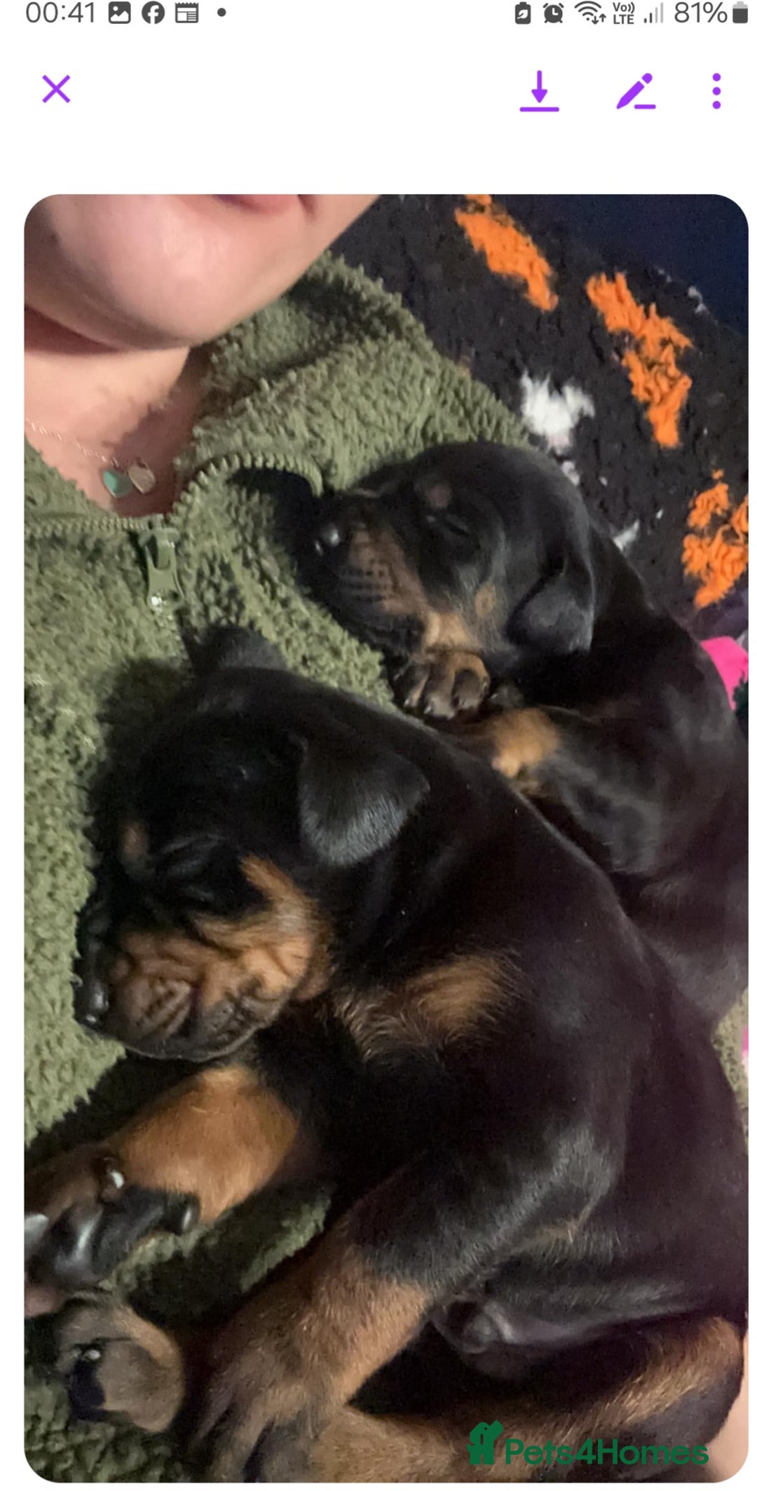 Dobermann dogs for sale: Top quality Dobermann puppies - Image 7