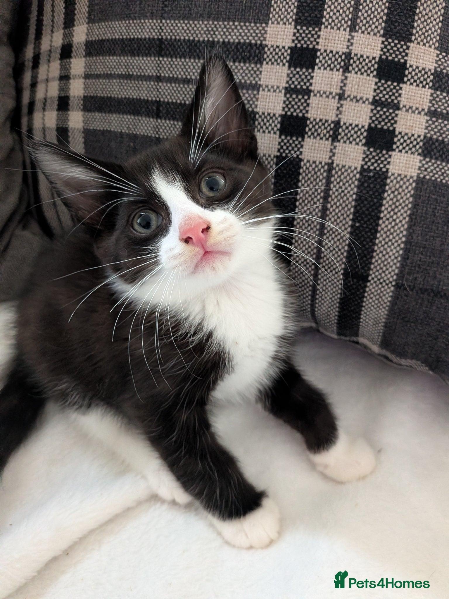 Mixed Breed cats 9 week old beautiful kittens  - Advert 1