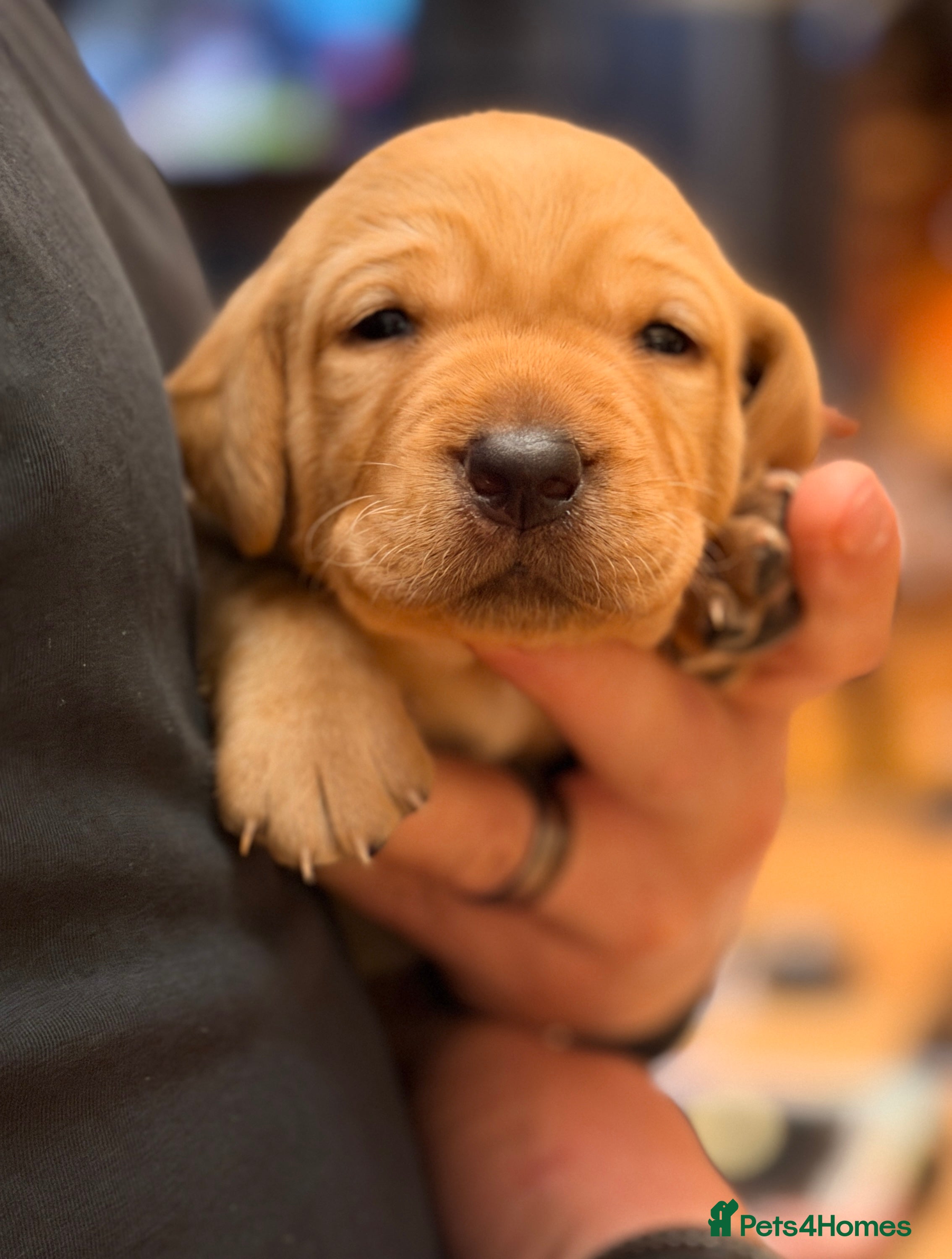 Labrador Retriever dogs Labrador Retriever, Red Fox, Black KC Registered - Advert 2