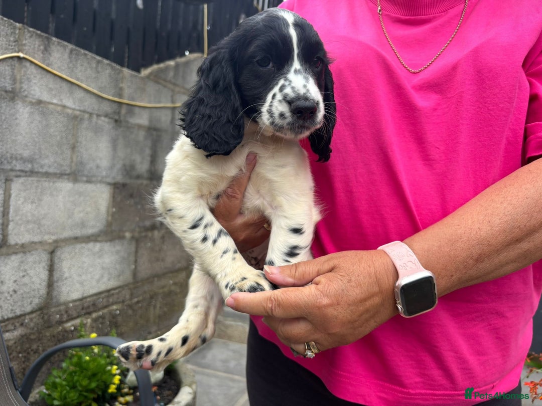 Cocker Spaniel dogs for sale: Cocker spaniel puppies  - Image 2