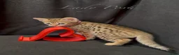 Savannah cats for sale: Exceptional Quality Tica Regist. Savannah kittens - Advert 9