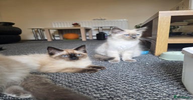 Ragdoll cats - Advert 3