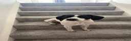 German Shorthaired Pointer dogs for sale: Beautiful Boy looking for his forever home❤️ - Advert 2