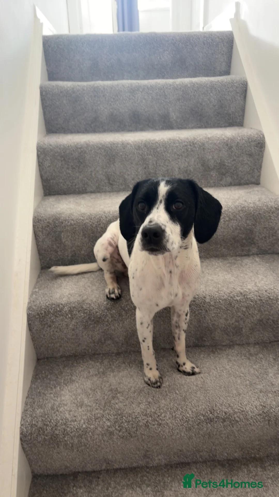 German Shorthaired Pointer dogs for sale: Beautiful Boy looking for his forever home❤️ - Advert 2