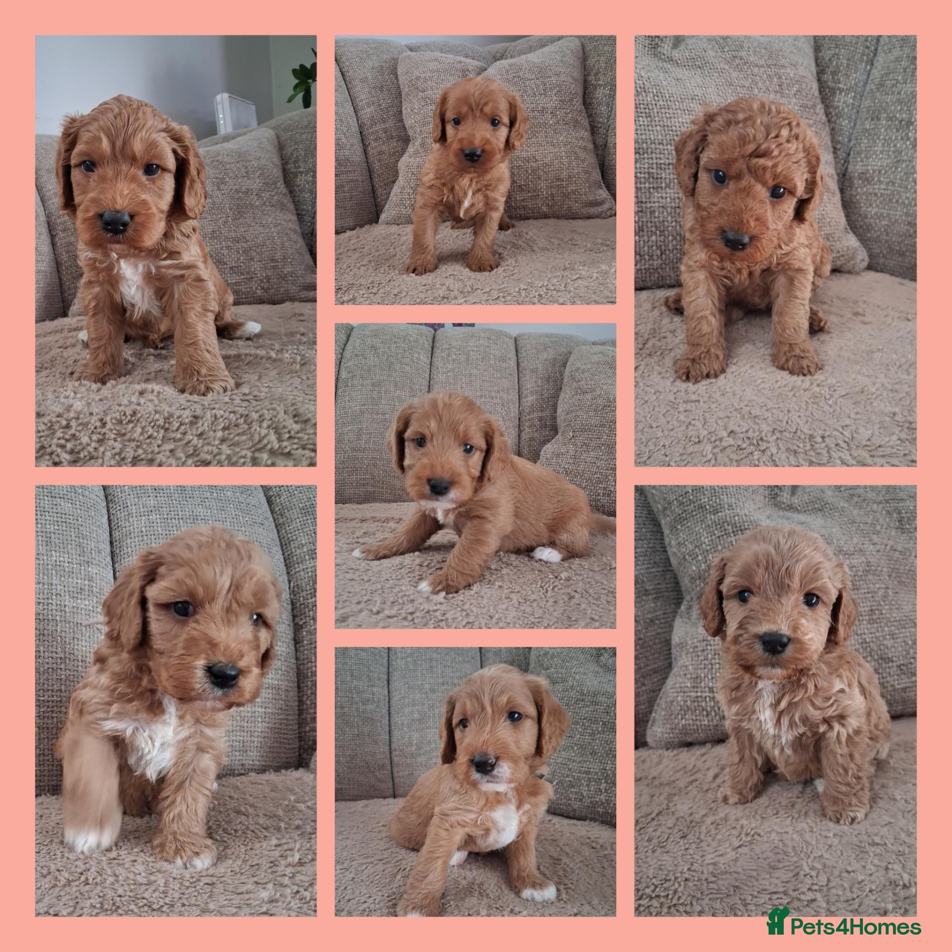 Australian Labradoodle dogs Miniature Australian labradoodles - Advert 1