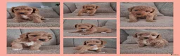 Australian Labradoodle dogs for sale: Miniature Australian labradoodles - Advert 1