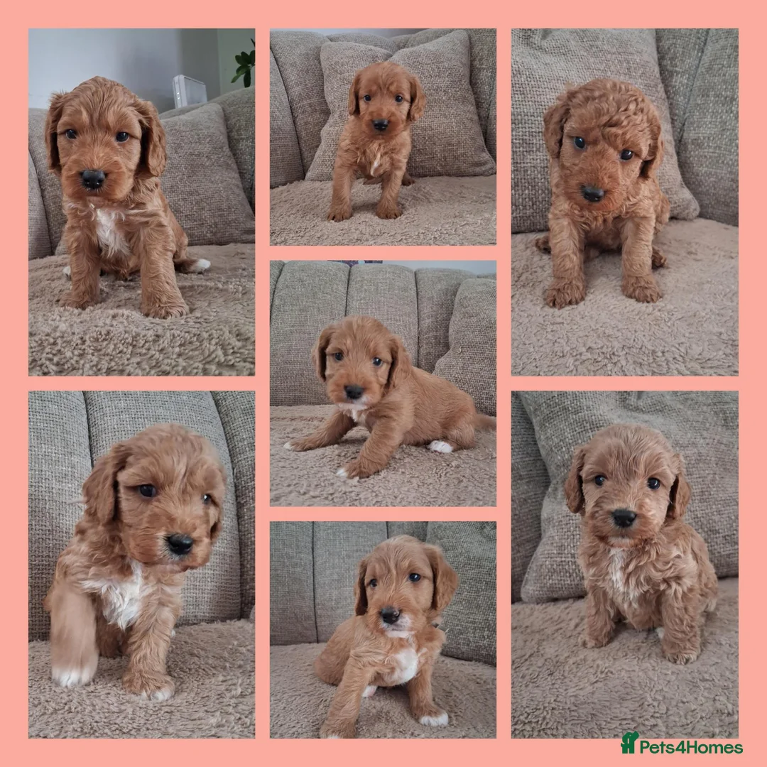 Australian Labradoodle dogs for sale: Miniature Australian labradoodles - Advert 1
