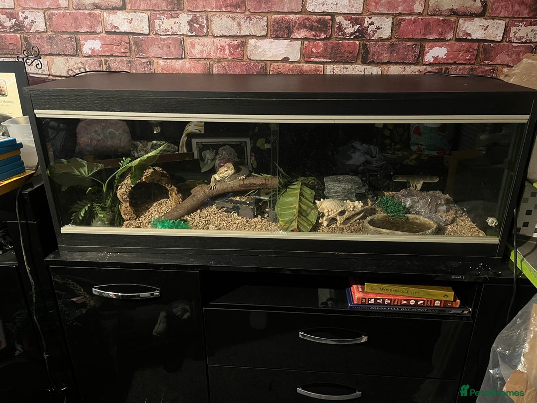 Bearded Dragon reptiles for sale: Bearded dragon with full set up  - Image 3