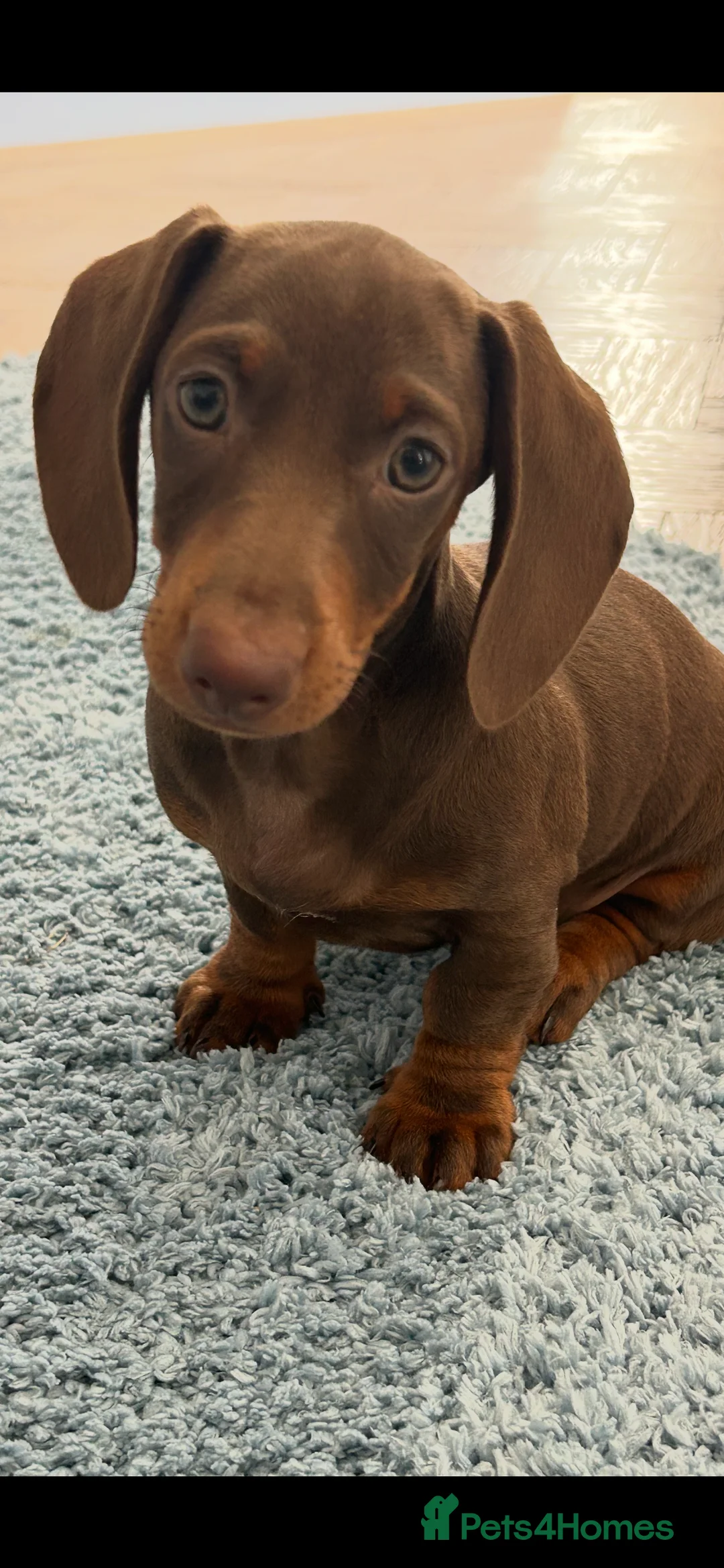 Dachshund dogs for sale: Female chocolate  - Advert 1