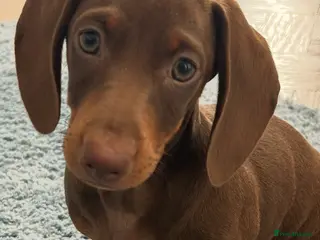 Dachshund dogs Female chocolate - Advert 3