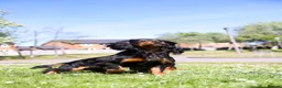 Cocker Spaniel dogs for stud: Stunning Black and Tan stud - Advert 2