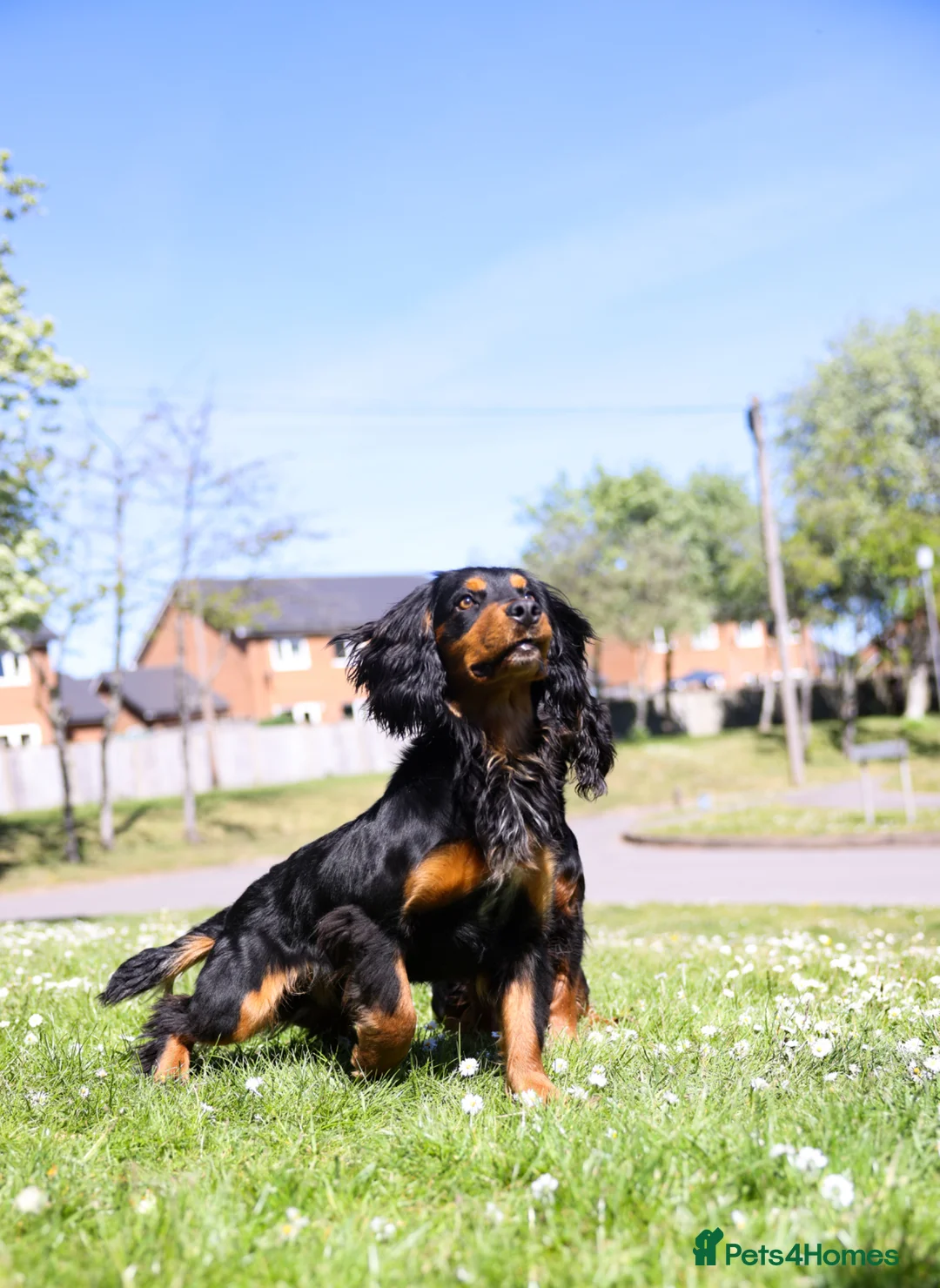 Cocker Spaniel dogs for stud: Stunning Black and Tan stud - Advert 2