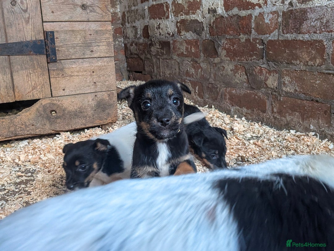 Jack Russell dogs for sale: Jack Russel Puppies for sale - Advert 9