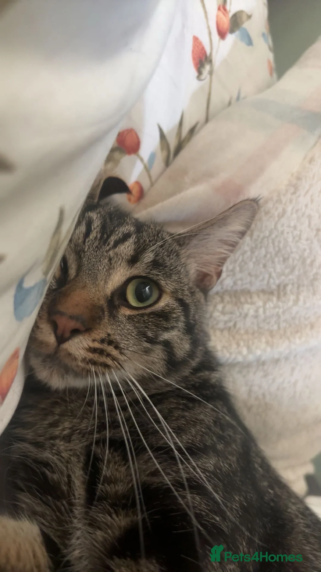 Domestic Shorthair cats for sale: Tabby male looking for a new family - Advert 2