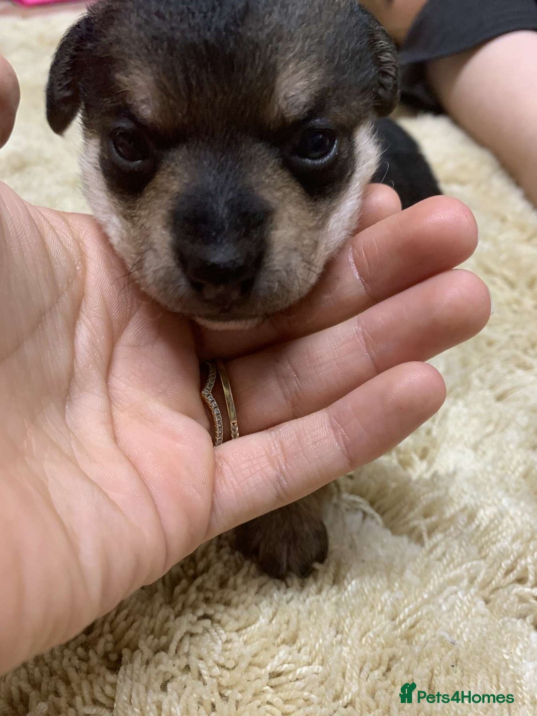 Jack Russell dogs for sale: Jack Russell puppies  - Advert 5