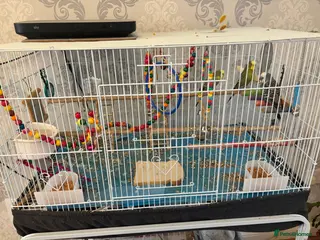 Budgerigars birds 3 Budgies for Rehoming - Advert 1