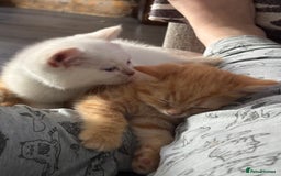 British Shorthair cats for sale: British short hair kittens  - Image 30